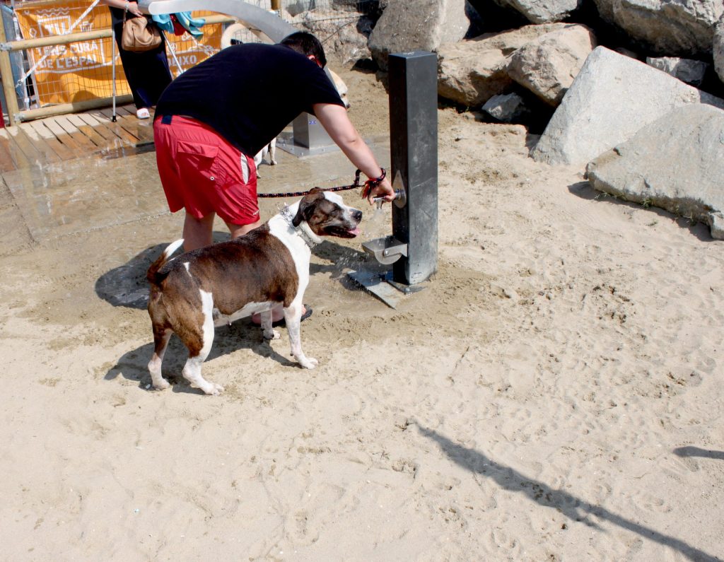  La fuente con los perros del canal vara en Barcelona 